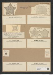Diatomeae indet. Zeichnungen Sammlung Grunow Nr. 7154 (NHMW-BOT-W0376127)